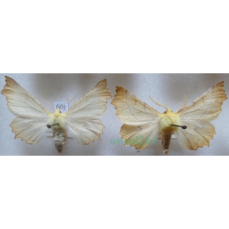 Ennomos alniaria (Linnaeus, 1758) pair Latalec olszyniak Czech66j